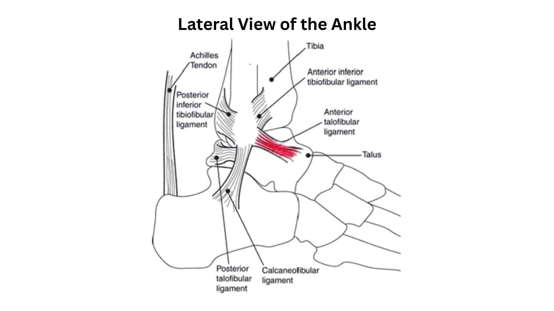 Lateral View Ankle