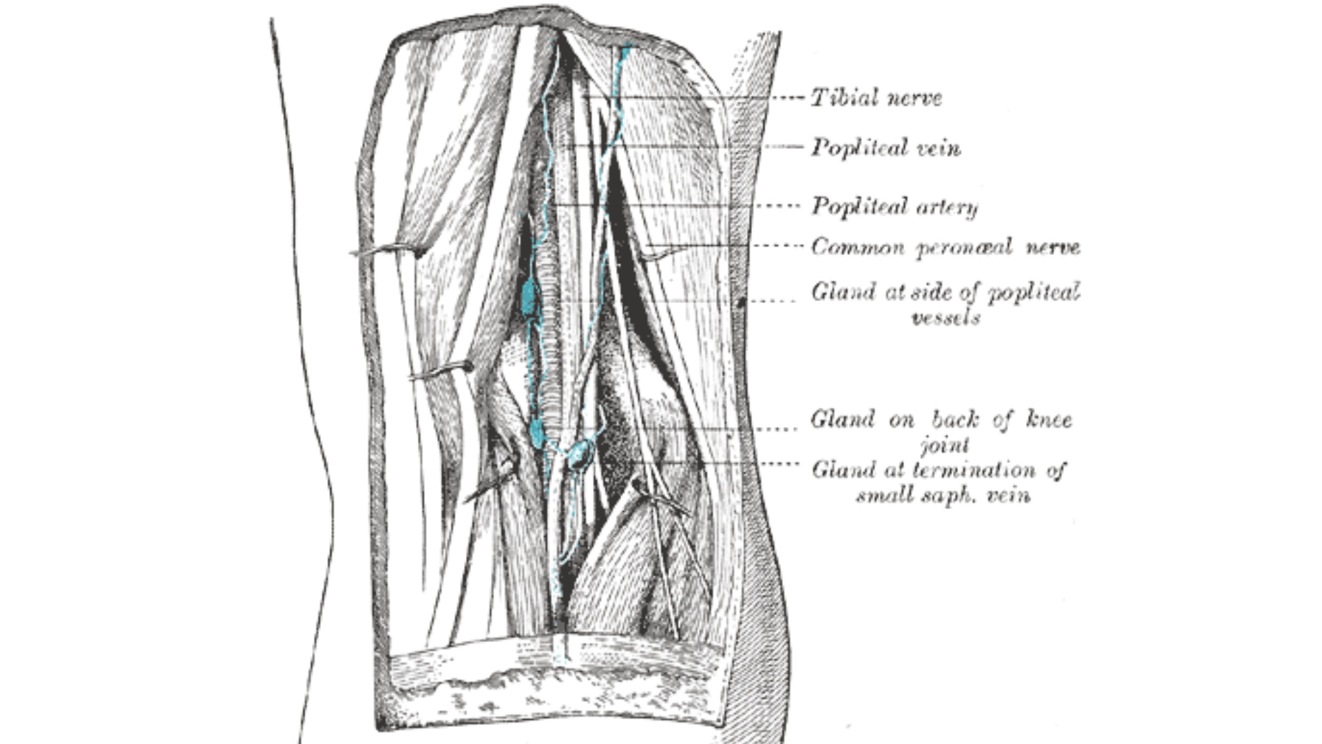 popliteal area