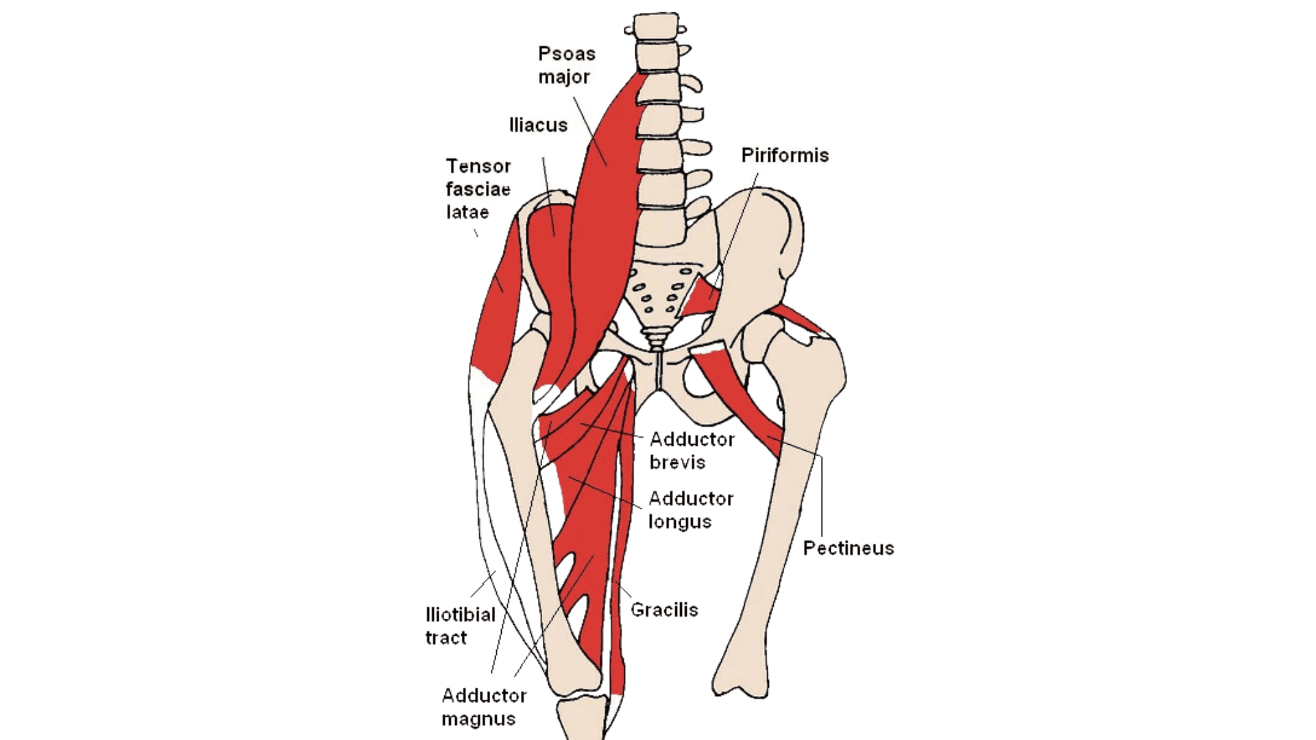 Psoas and Piriformis Muscles