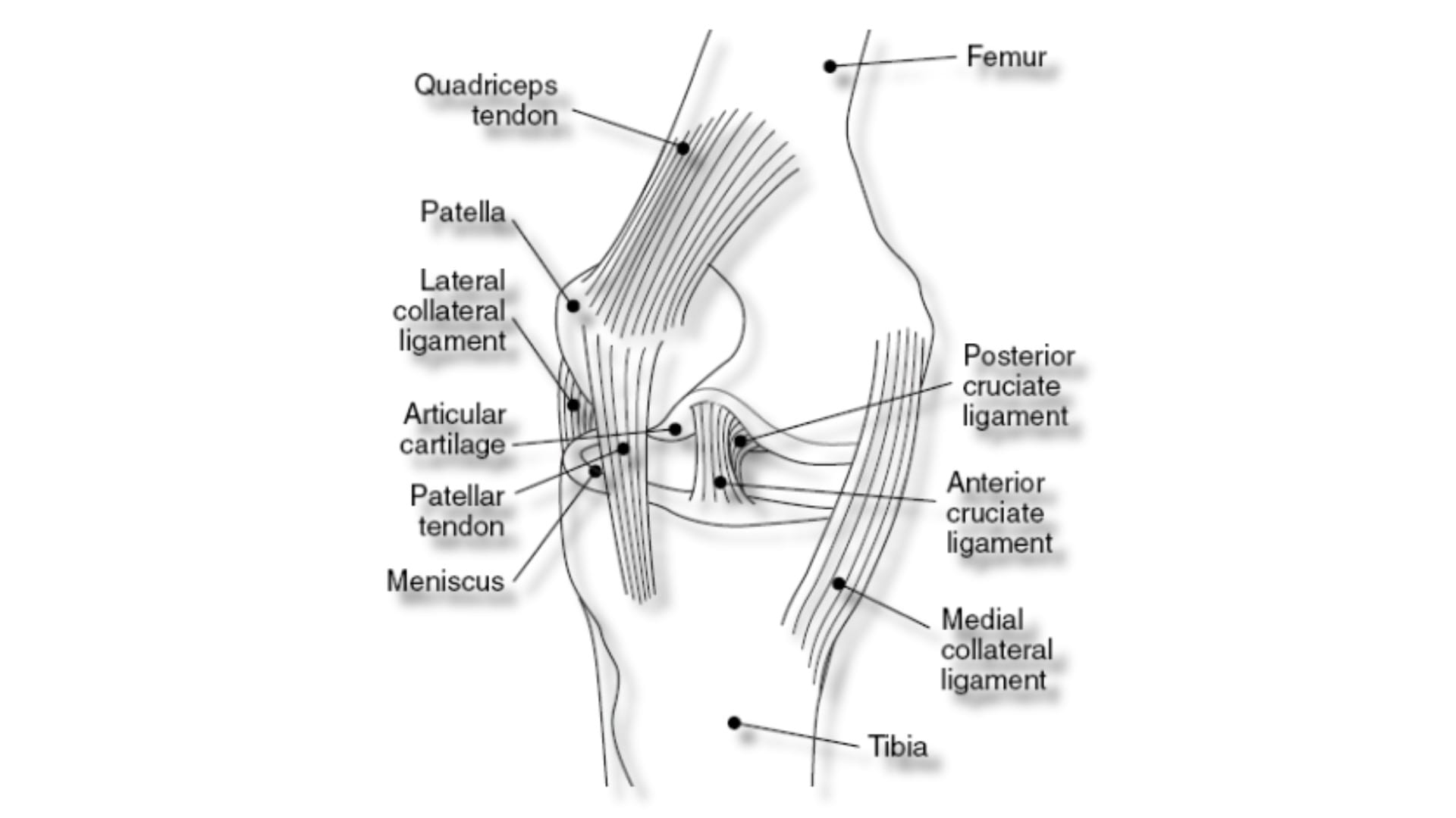 Pain in the MCL While Walking