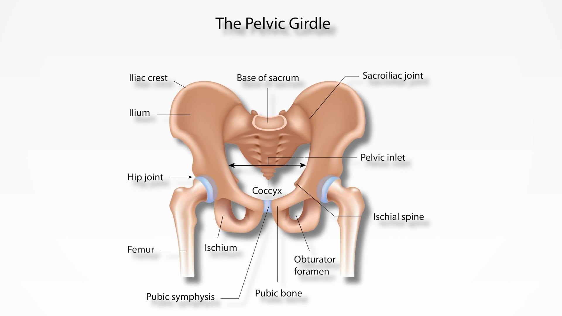 What Is the Pelvic Floor (2)