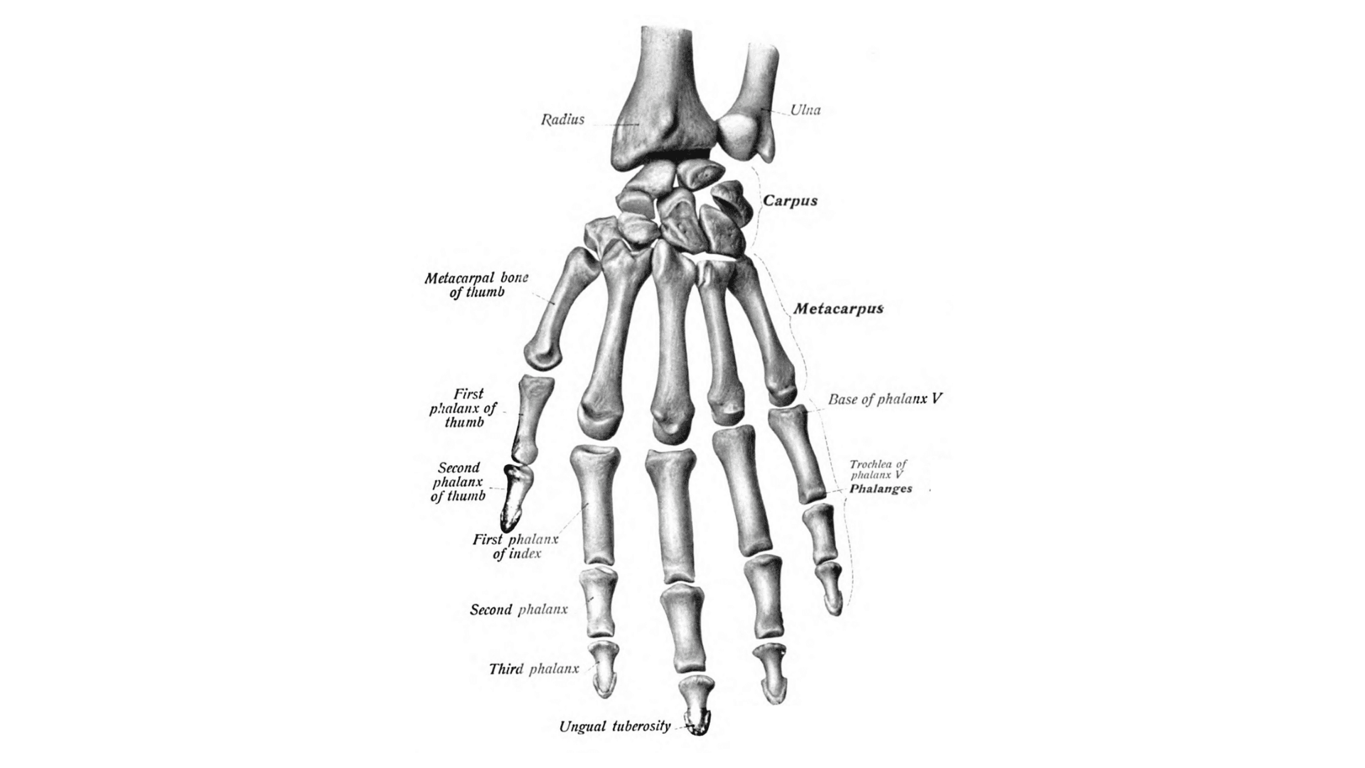 Hand Anatomy