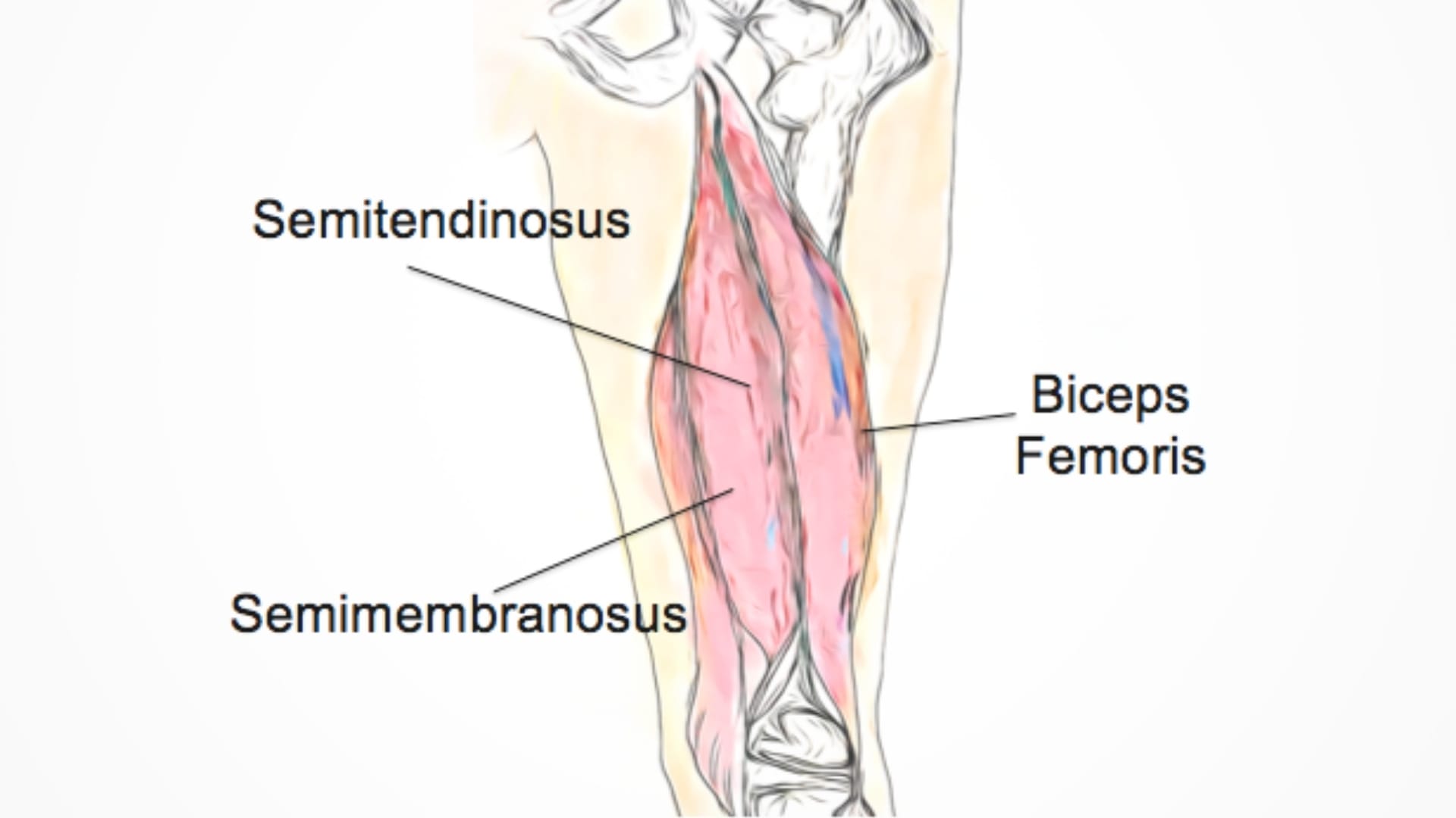 Anatomy of the Hamstring