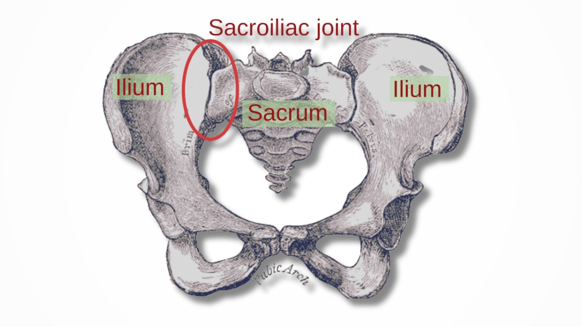 Sacroiliac Joint Connection Back Pain