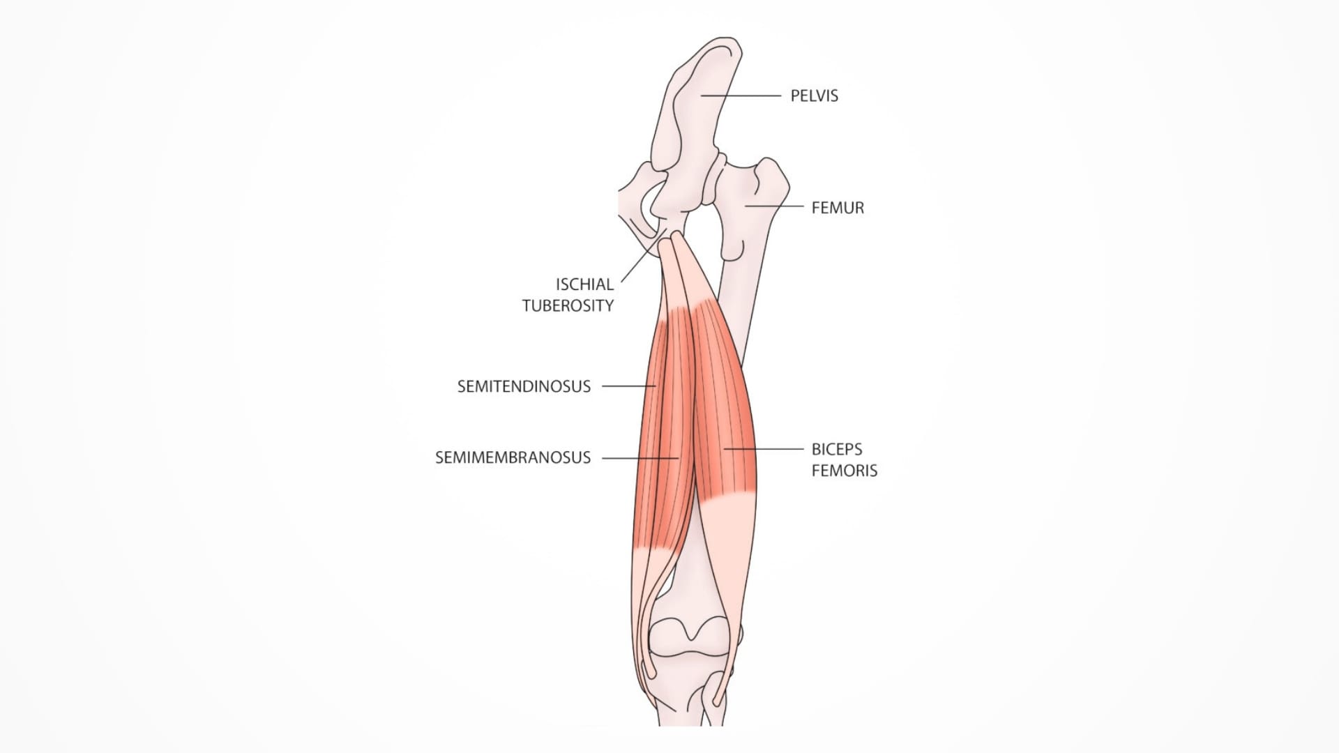 Understanding the Anatomy_ The Semitendinosus Muscle
